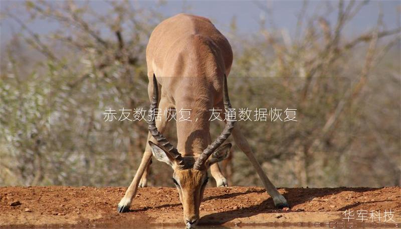 赤友数据恢复,友通数据恢复 赤友数据恢复,友通数据恢复